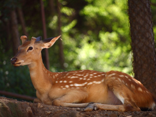 八达岭野生动物园