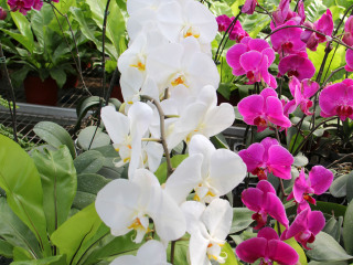 北京世界花卉大观园