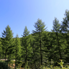 凤凰山国家森林公园