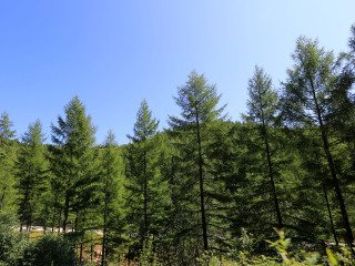 凤凰山国家森林公园