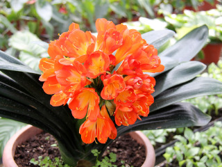 世界花卉大观园