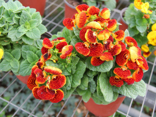 北京世界花卉大观园