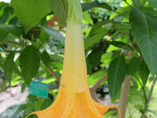 世界花卉大观园