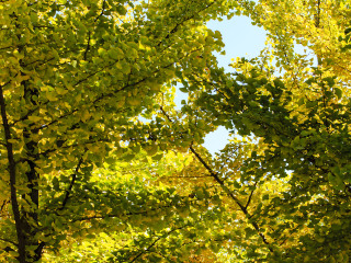 海洋银杏林田园风光