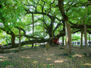阳朔大榕树