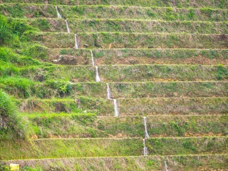 金坑梯田
