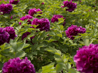 琉璃河天香牡丹园