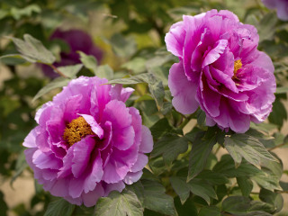 琉璃河天香牡丹园