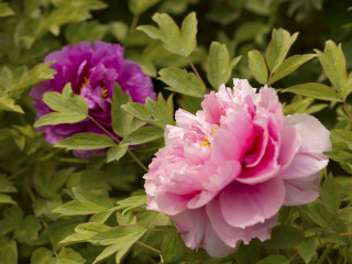 琉璃河天香牡丹园