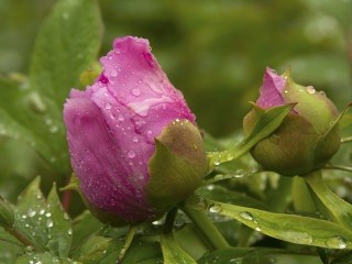 琉璃河天香牡丹园