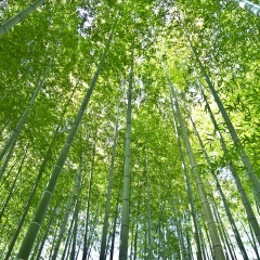 竹海