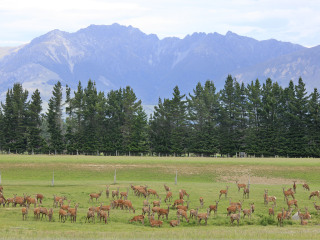 瓦尔特高原牧场