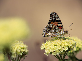 昆明世界蝴蝶生态园