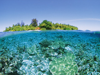 神仙珊瑚岛