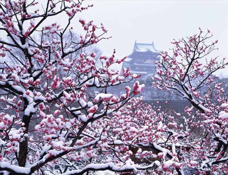 【东京樱你而来】日本东京富士山5晚6天赏樱