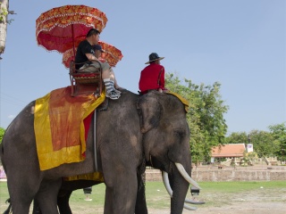 三攀大象鳄鱼表演园