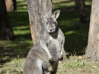 希尔斯维尔野生动物保护区