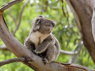 龙柏考拉保护区