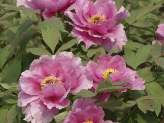 垫江牡丹生态旅游区