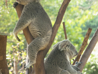 凯恩斯野生动物聚栖地