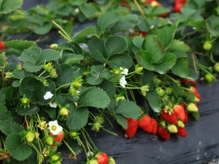 北京国际鲜花港