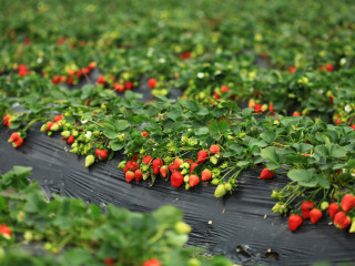 傅家边农业生态园