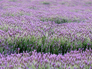 紫云花汐薰衣草花园