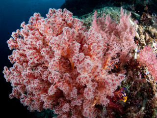 太平洋海底世界