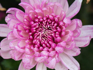 世界花卉大观园