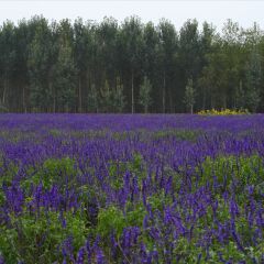 紫云花汐薰衣草花园