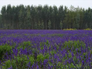 紫云花汐薰衣草花园