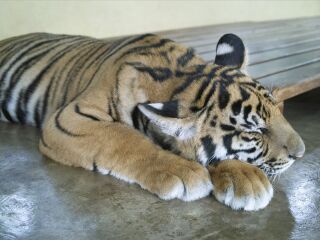 沙法里野生动物园