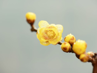 静观腊梅博览园