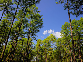 莫尔道嘎国家森林公园
