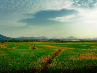 杭州湾海上花田景区