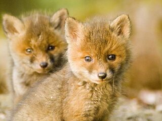 青岛森林野生动物世界