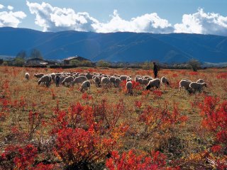 香格里拉小中甸