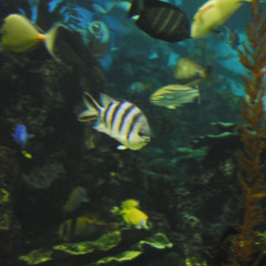 老虎滩海洋公园