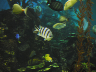 老虎滩海洋公园