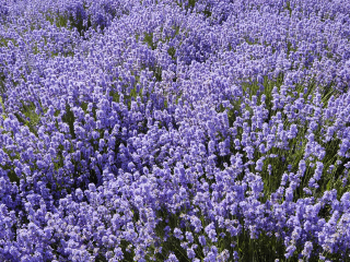 小蚂蚁薰衣草儿童农庄
