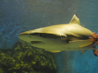 老虎滩海洋公园