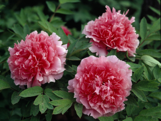 垫江牡丹生态旅游区