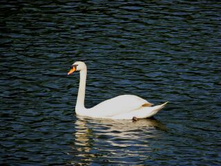 重庆野生动物园