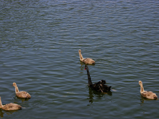 重庆野生动物园