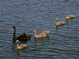 重庆野生动物园