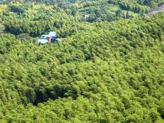 重庆永川茶山竹海