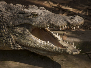 北榄鳄鱼湖动物园