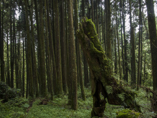 热带雨林自然保护区