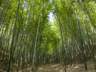 重庆永川茶山竹海