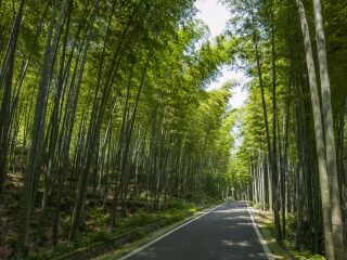 重庆永川茶山竹海